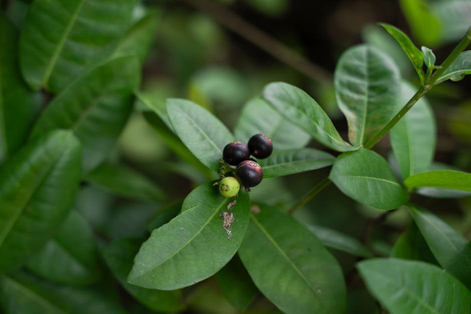 Detailed shot of ripe and unripe tropical berries surrounded by lush green leaves in Cambodia.