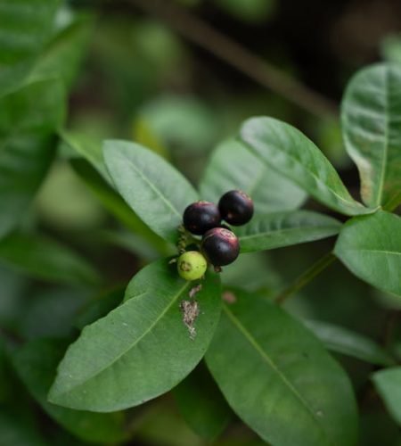 Detailed shot of ripe and unripe tropical berries surrounded by lush green leaves in Cambodia.
