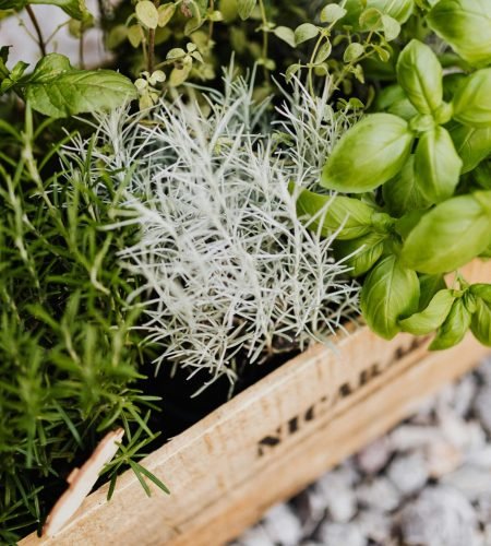 A vibrant collection of herbs in a wooden crate, perfect for cooking and gardening enthusiasts.